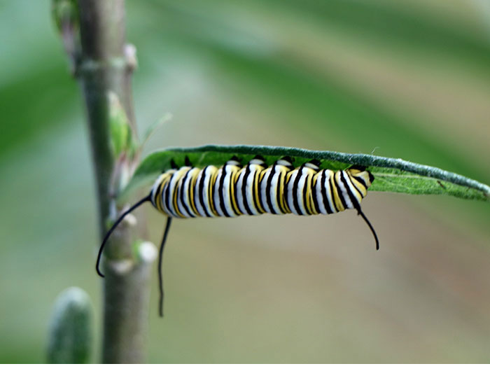 Stage five instar or caterpillar