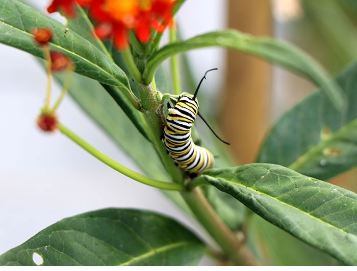 Stage five caterpillar on milkweed