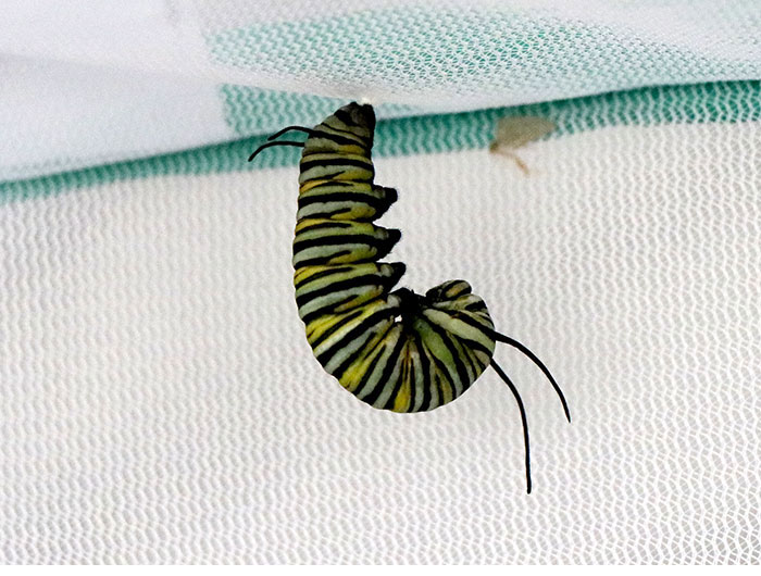 Caterpillar or instar takes