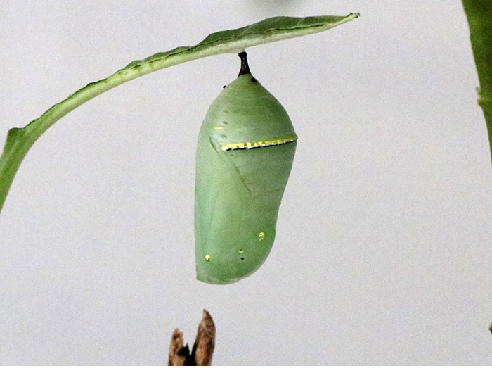 Newly formed chrysallis