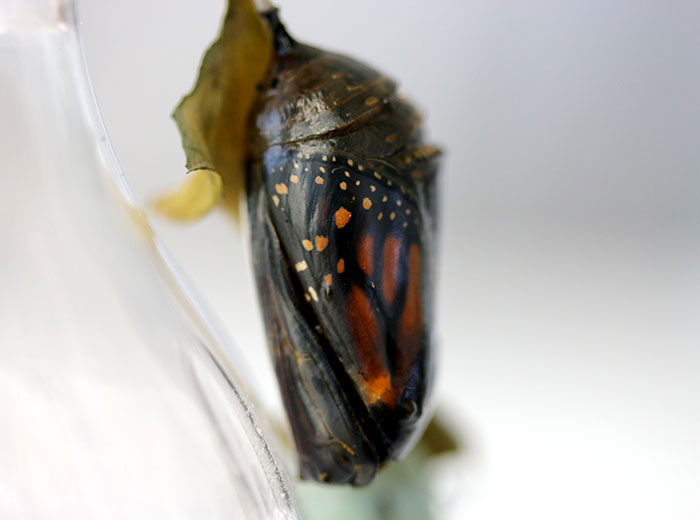 Monarch butterfly just before emerging from chrysallis