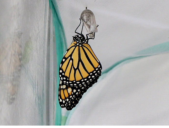 newly hatched Monarch butterfly