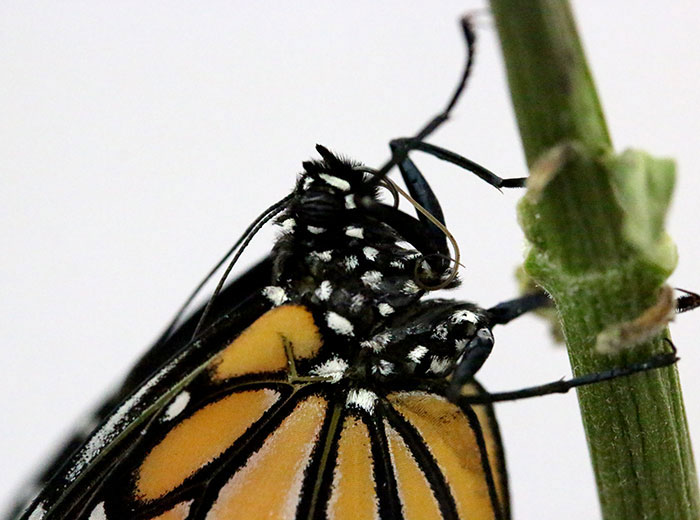 Monarch butterfly up close