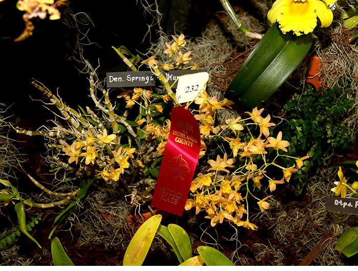 Highlands County Orchid Show