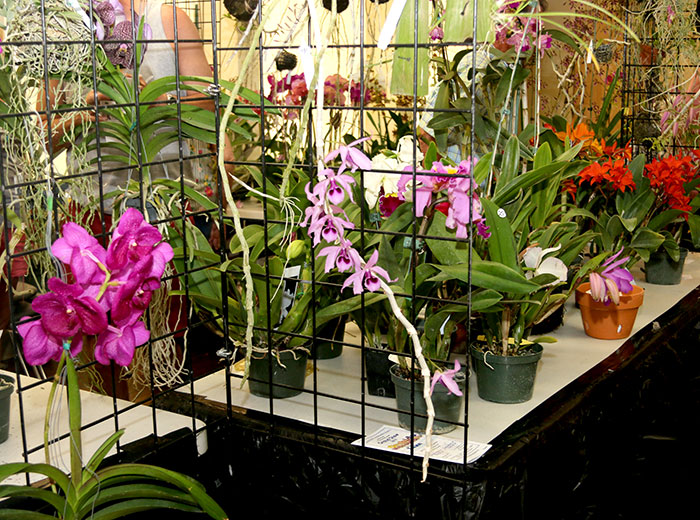Highlands County Orchid Show