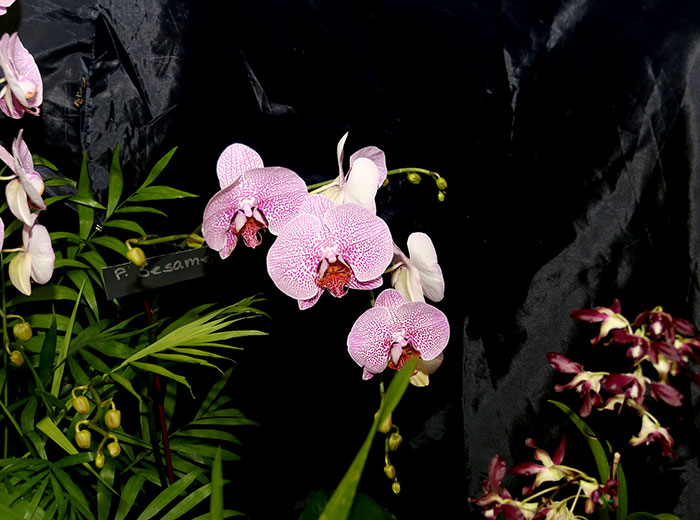 Highlands County Orchid Show